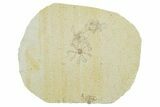 Floating Crinoid (Saccocoma) Fossils - Solnhofen Limestone #353561-1